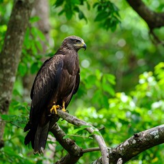 Dark raptor perched in lush forest
