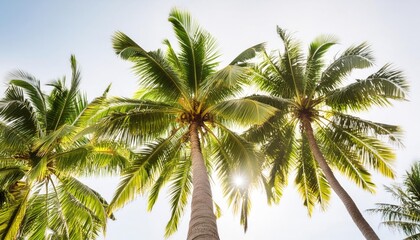 Majestic Coconut Palm Tree Tropical Paradise and Natural Beauty