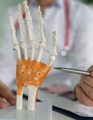 Medical professional demonstrates human hand anatomy using a model to explain bone structure and...
