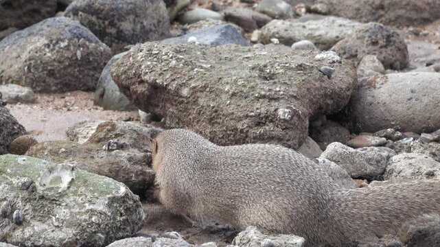 Grey mongooses (Urva edwardsii) in Hormuz Island, Erosed volcanic rock on the shore of the Strait of Hormuz. Iran
