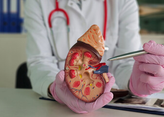 Doctor demonstrating detailed anatomy of a kidney