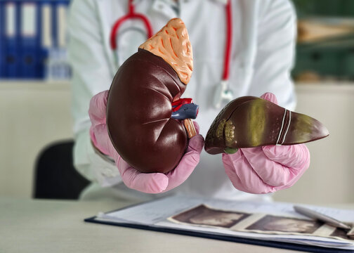 Medical professional demonstrates human kidney and liver models in a clinical setting during a training session concept