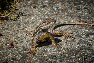 western fence lizard