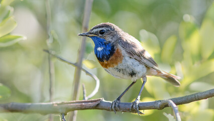 robin on a branch