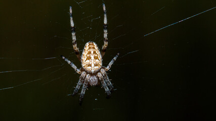 spider on the web