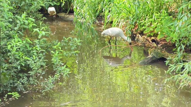 Beautiful Eurasian Spoonbill or common spoonbill (Platalea leucorodia) walks in mudy water and looking for food