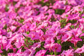 Fototapeta premium Rich pink petunias bloom vibrantly among other flowers in summer garden. Flowers for outdoor and home decor, gardening, plant breeding