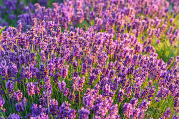 Obraz premium Lavender bushes in row, blooming under warm sunlight in peaceful purple and green summer field with soft sunset lignt background. Landscape, natural background, herbal wallpaper