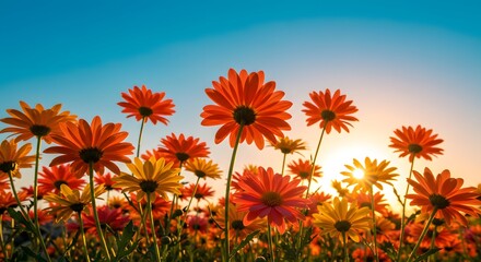 A field of orange and yellow daisies under a bright blue sky during a sunny day at golden hour time