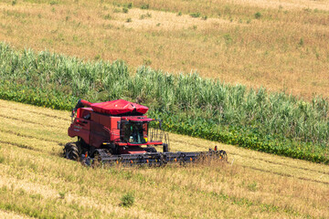 Rice harvest in south Florida photograph taken July 2025