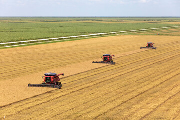 Rice harvest in south Florida photograph taken July 2025