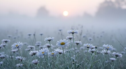 A field of daisies under a foggy sky with the sun peeking through creating a hazy and dreamy scene