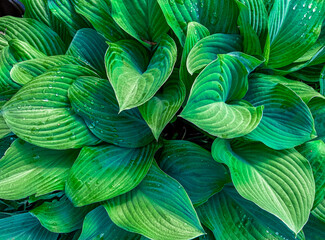 background of green leaves