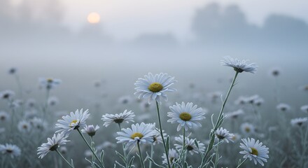 A field of white daisies under a foggy sky with a soft glow of sunlight in the misty background scene outdoors
