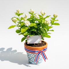 Sunlit Jasmine Plant in Pot with Gift Card.
Bright jasmine flower pot under sunlight, featuring decorative ribbon and blank card for personal messages.
