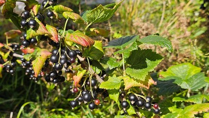 Sweden. The blackcurrant (Ribes nigrum), also known as black currant or cassis, is a deciduous shrub in the family Grossulariaceae grown for its edible berries.