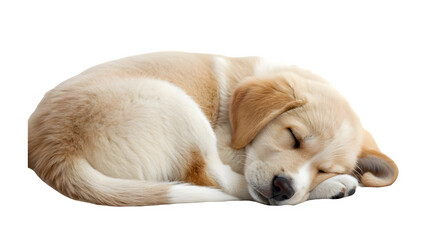 Golden retriever puppy is sleeping on transparent background.