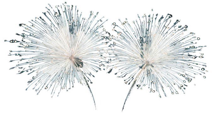  2 white firework clip art images, with transparent background