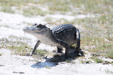 American Alligator Merritt Island National Wildlife Refuge Florida