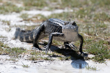 American Alligator Merritt Island National Wildlife Refuge Florida