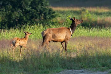 Elk (Cervus canadensis) Wild Elk released into the Tomblin WMA in southern West Virginia as part of...