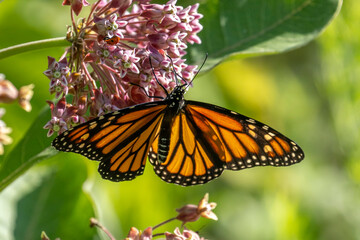 Monarch Butterfly