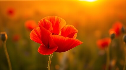 Naklejka premium A vibrant red poppy flower bathed in golden sunset light, highlighting nature's beauty.