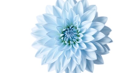 Close-up of a light blue dahlia on white, highlighting delicate petals with ample copy space.