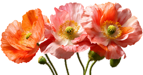 3 poppy flowers on transparent background, png clipart, no shadow