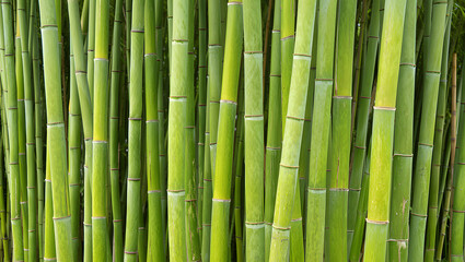 Obraz premium Lush Bamboo Forest A Green Natural Background of Bamboo Stalks in a Tranquil Environment for Meditation and Serenity