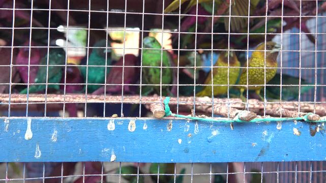 Lots of amadines (finch, mannikin, munia) are sold at a wet market (poultry market) in Surabaya City, Java island