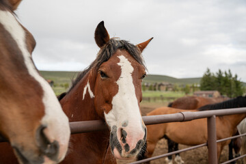 Horses Roaming At A Farm Inside Pen