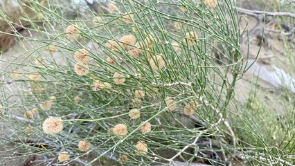 desert honey mesquite with fluffy seed pods and thin green stems in dry sandy habitat for botanical illustration or educational use

