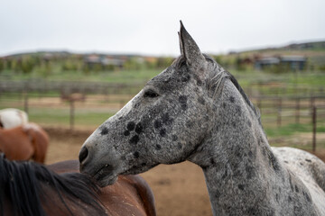 Horses Roaming At A Farm Inside Pen