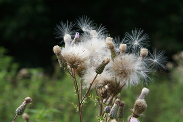Cirsium thistle plant with white fluff, thistle, uk, summer, white fluff, July 2025 wildflower, medicinal flower, meadow, fluff