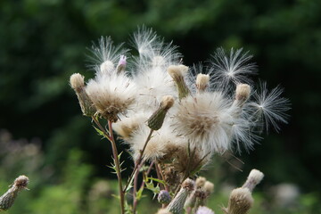Cirsium thistle plant with white fluff, thistle, uk, summer, white fluff, July 2025 wildflower, medicinal flower, meadow, fluff