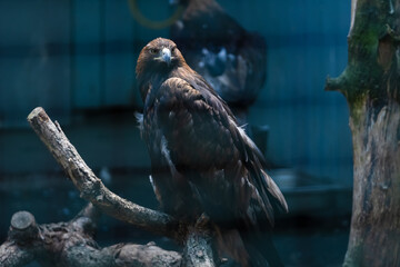 Golden eagle perched on a branch near its habitat at a wildlife sanctuary