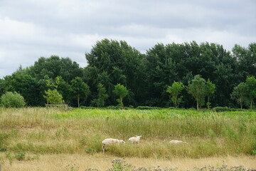 sheep on the meadow, meadow, rural landscape, paddock, uk, nayland village, july 2025, uk