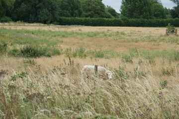 sheep on the meadow, meadow, rural landscape, paddock, uk, nayland village, july 2025, uk