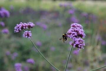 bee, pollinator, bumblebee, verbena bonariensis, butterfly flower, purple flower, perennial, uk,...