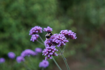 bee, pollinator, bumblebee, verbena bonariensis, butterfly flower, purple flower, perennial, uk, summer flower garden, bee attracting plant