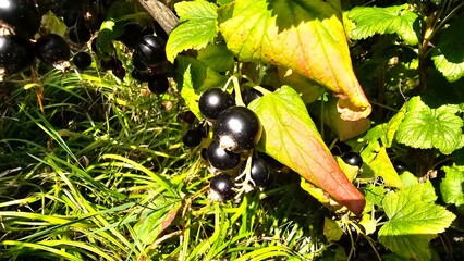 Sweden. The blackcurrant (Ribes nigrum), also known as black currant or cassis, is a deciduous shrub in the family Grossulariaceae grown for its edible berries.