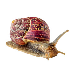 Snail isolated on transparent background