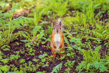 Cute red squirrel sits in the grass in the city park.