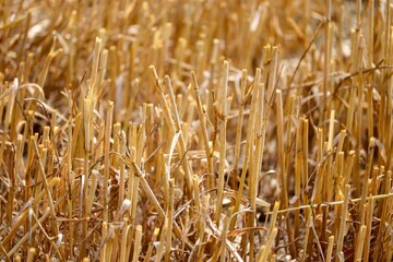 Stoppeln in einem Getreidefeld