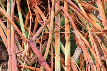 geschlittene Halme vom Schilf