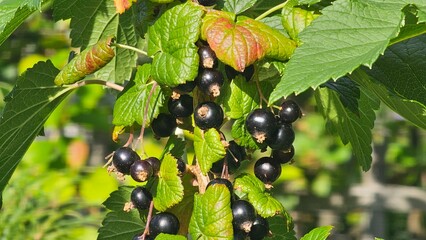 Sweden. The blackcurrant (Ribes nigrum), also known as black currant or cassis, is a deciduous shrub in the family Grossulariaceae grown for its edible berries.