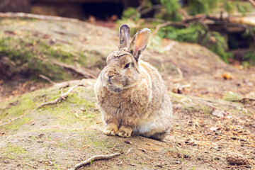 Cute brown rabbit sitting in the grass.