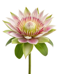 Obraz premium Beautiful protea flower with pink petals and green leaves is blooming on a transparent background