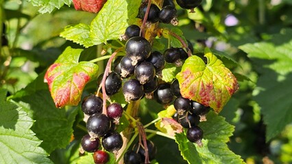Sweden. The blackcurrant (Ribes nigrum), also known as black currant or cassis, is a deciduous shrub in the family Grossulariaceae grown for its edible berries.
